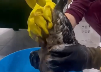 В их руках жизнь планеты: на Кубани спасают пострадавших от мазута птиц