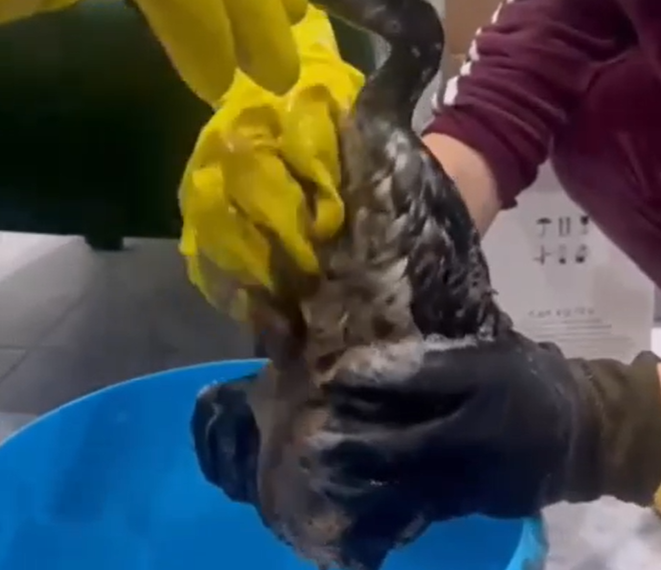 В их руках жизнь планеты: на Кубани спасают пострадавших от мазута птиц