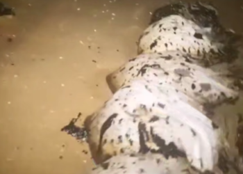 В Анапе волны пытаются утащить в море собранные волонтерами мешки с мазутом