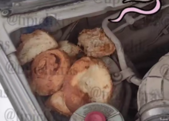 Под капотом машины жителя Краснодара крысы устроили тайник