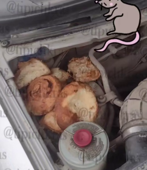 Под капотом машины жителя Краснодара крысы устроили тайник