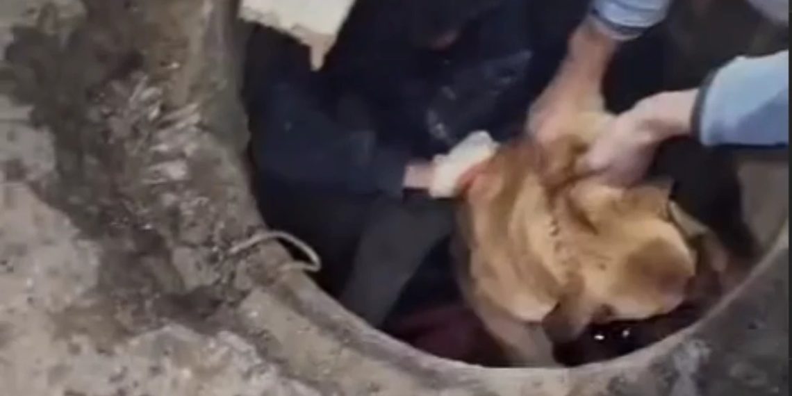 В Сочи иностранные рабочие спасли собаку, застрявшую в люке