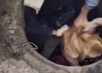 В Сочи иностранные рабочие спасли собаку, застрявшую в люке