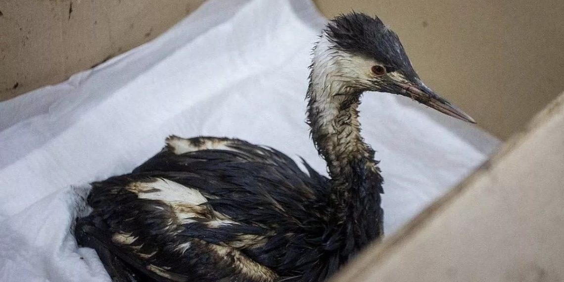 В Сочи собрано более 200 тысяч рублей на спасение птиц и очистку пляжей Анапы