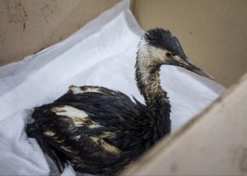 В Сочи собрано более 200 тысяч рублей на спасение птиц и очистку пляжей Анапы