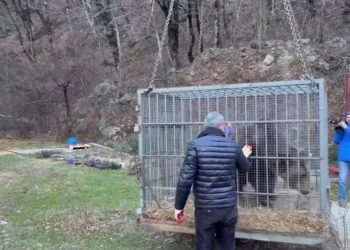 Спасенный медведь Винни Пух переехал в новый дом в Красной Поляне