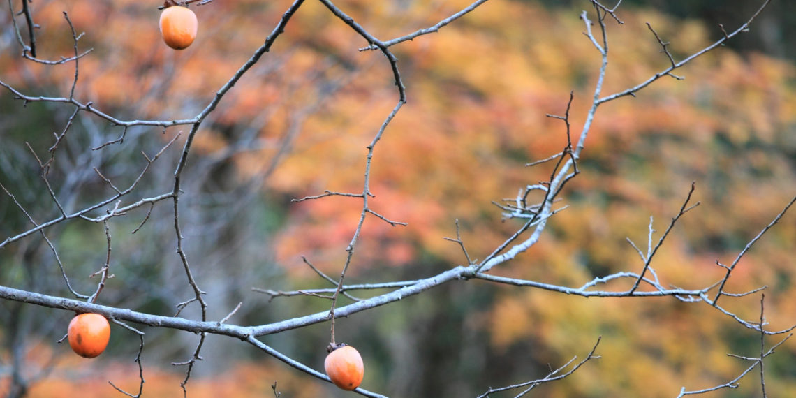 На дереве в Краснодаре заметили хурму