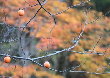 На дереве в Краснодаре заметили хурму