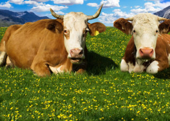 По сочинской Мацесте разгуливают коровы