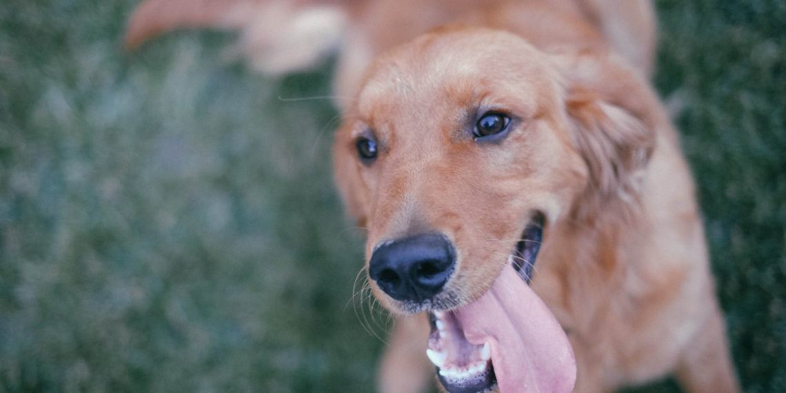 В Краснодаре собака напала на ребенка