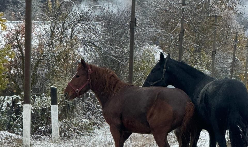 Метеорологи уточнили прогноз на новогоднюю ночь 2024-2025 на Кубани