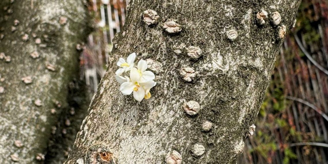 Кора деревьев покрылась необычными цветами в парке Галицкого в Краснодаре