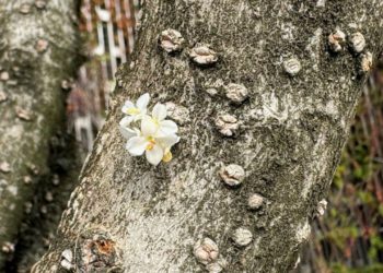 Кора деревьев покрылась необычными цветами в парке Галицкого в Краснодаре