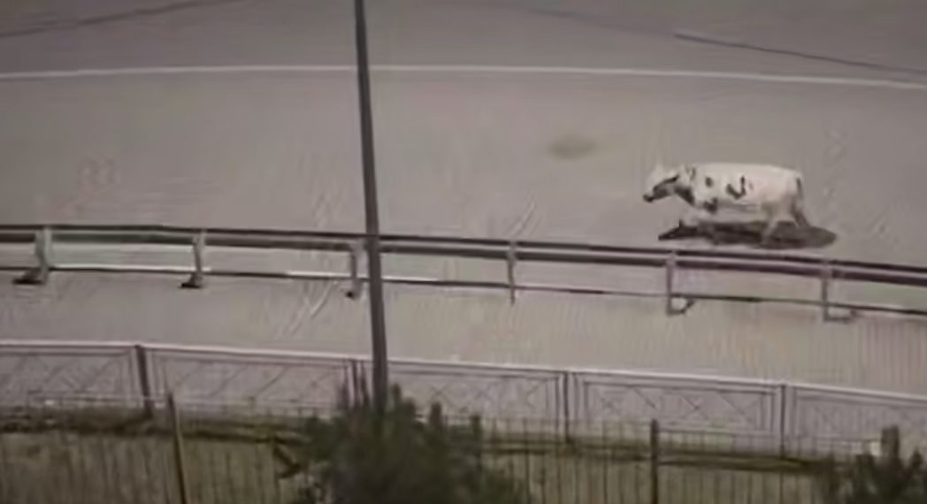 Появились подробности нападения быка на девушку в Сочи