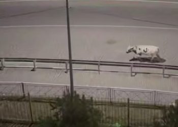 Появились подробности нападения быка на девушку в Сочи