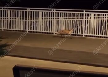 По Краснодару разгуливает лиса