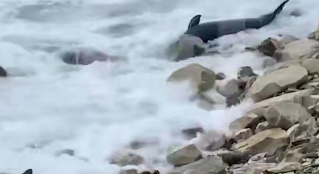 В Новороссийске нашли шесть мертвых дельфинов