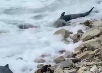 В Новороссийске нашли шесть мертвых дельфинов