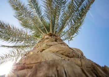 В Сочи пальмы укроют от холода и снега