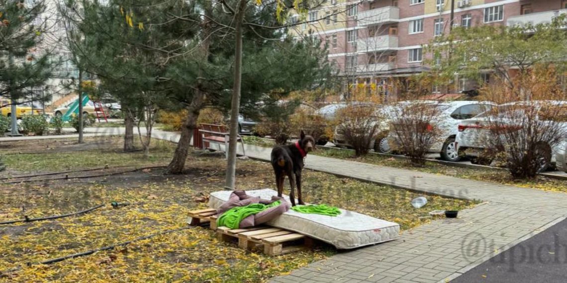 Хозяйка выбросила на улицу добермана в Краснодаре