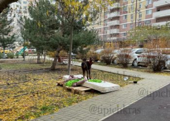 Хозяйка выбросила на улицу добермана в Краснодаре