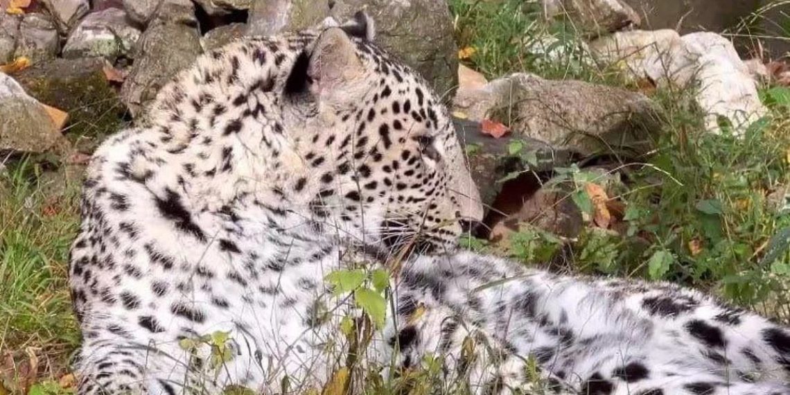 В Сочи ищут самку для леопарда Умки