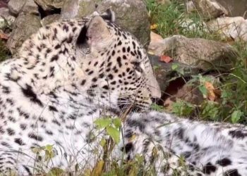 В Сочи ищут самку для леопарда Умки