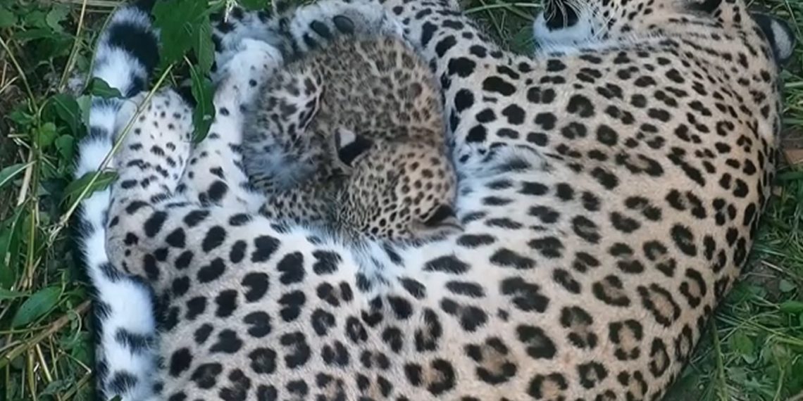 Леопард Чугуш готов конкурировать с братом по весу