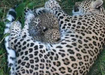 Леопард Чугуш готов конкурировать с братом по весу