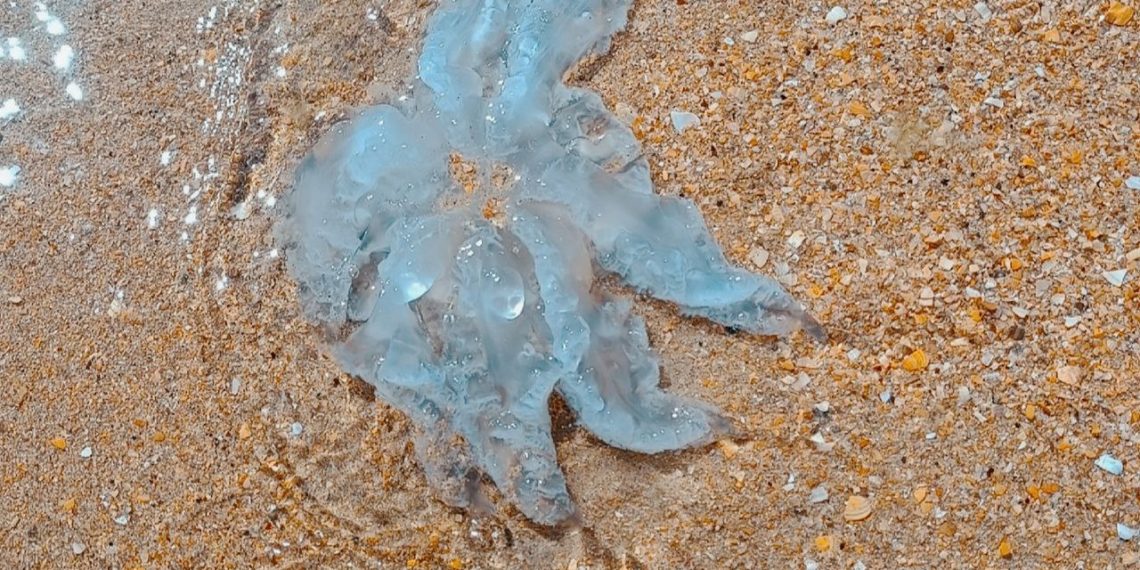 Метеорологи внезапно переиграли прогноз на предновогоднюю неделю на Кубани