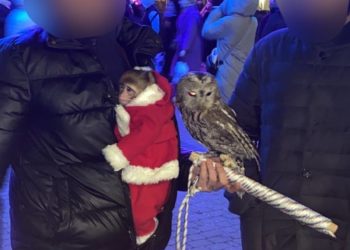 В Краснодаре фотографов с совой и обезьяной ждет штраф