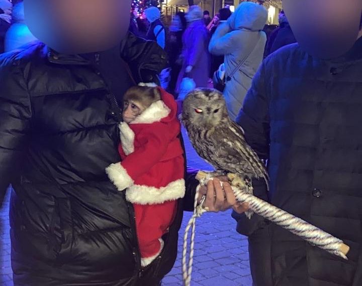 В Краснодаре фотографов с совой и обезьяной ждет штраф