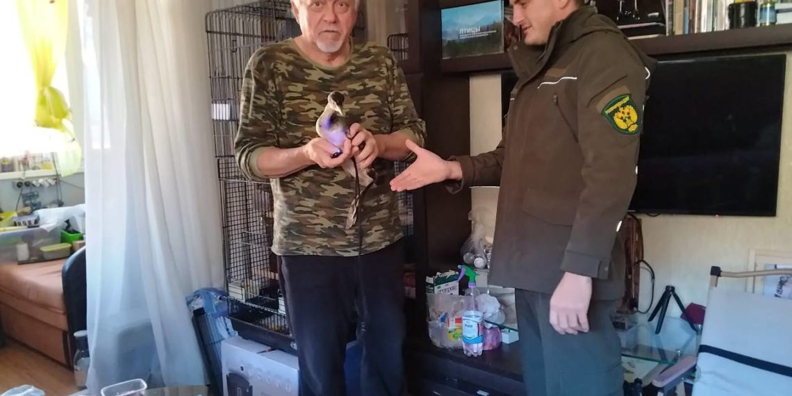 Четырех чомг, пострадавших от разлива нефтепродуктов, обнаружили в Сочи