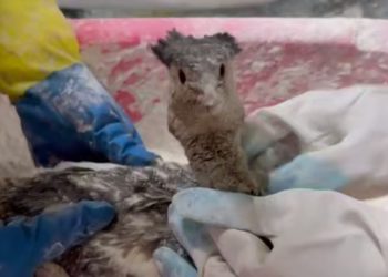 В Анапе спасли уже 1057 птиц