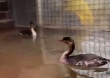 Из Анапы в краснодарский «Сафари-парк» доставили 150 спасенных птиц