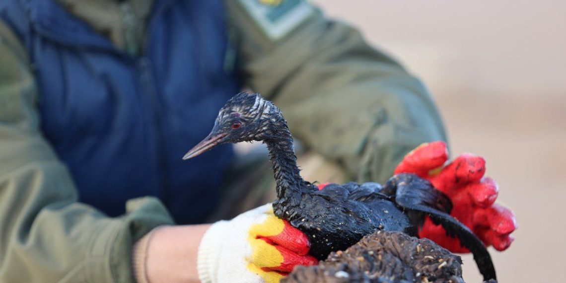 В Анапе число спасенных от мазута птиц увеличилось до 735