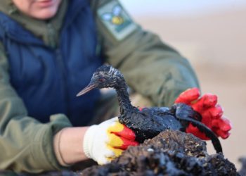 В Анапе число спасенных от мазута птиц увеличилось до 735