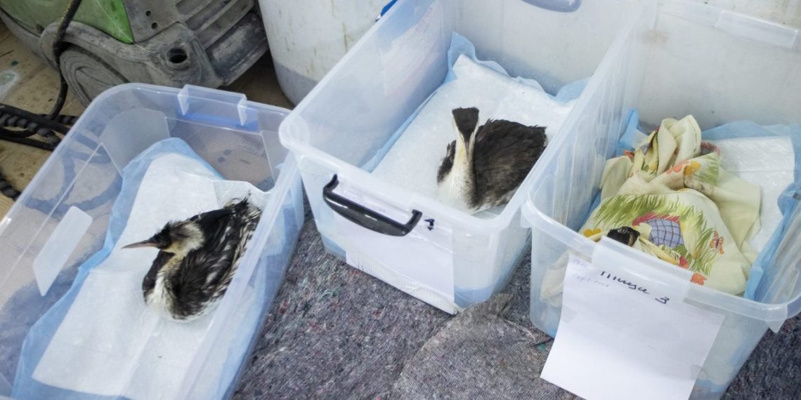 В Анапе спасли свыше 250 птиц, погибли 37 и два дельфина