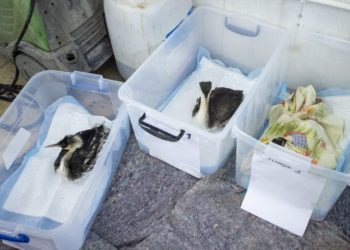 В Анапе спасли свыше 250 птиц, погибли 37 и два дельфина