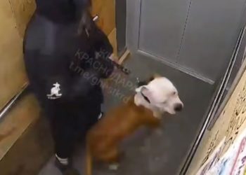 В Краснодаре пес набросился на мать с ребенком