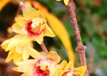 В Сочи расцвело растение с запахом духов