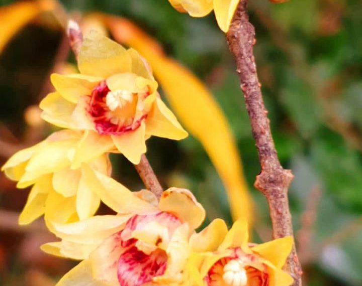 В Сочи расцвело растение с запахом духов