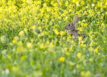 Воспитанника «Краснодара» Воробьёва раскритиковали из-за убитых на охоте зайцев