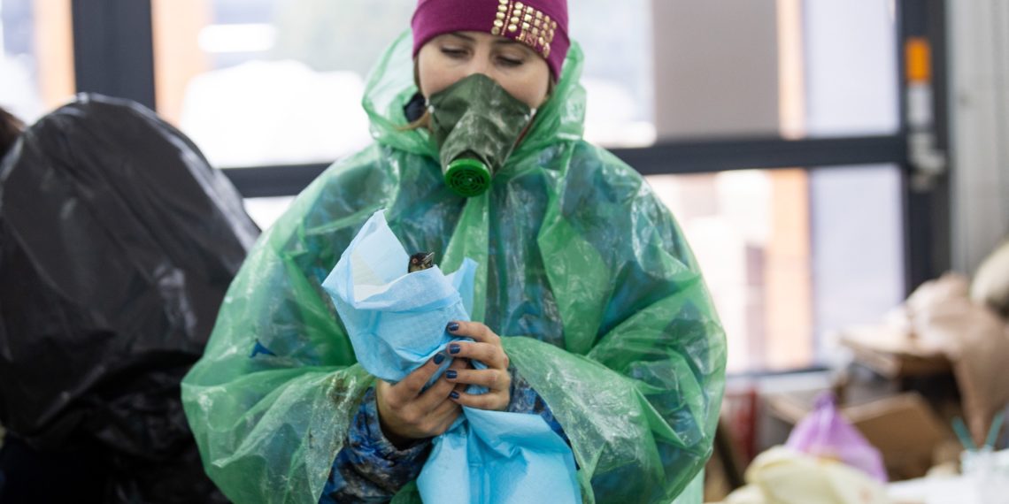 Оперштаб: в Анапе спасли свыше 970 перепачканных в мазуте птиц