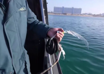 На побережье Кубани собрано свыше 71 тысячи тонн загрязненного грунта