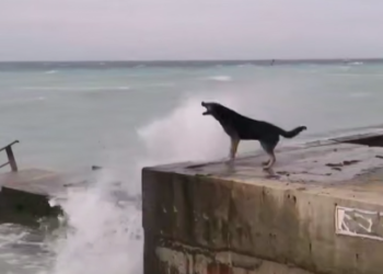 В Анапе легендарный пес Боцман испачкался в мазуте, его отвезли на лечение