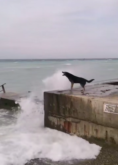 В Анапе легендарный пес Боцман испачкался в мазуте, его отвезли на лечение