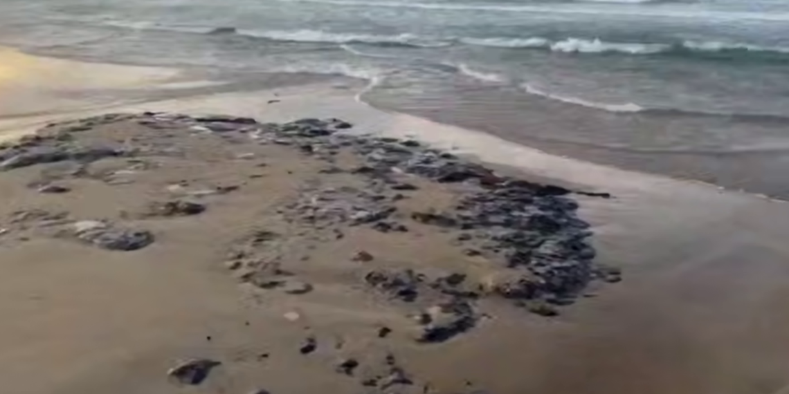 На Кубани повторные выбросы мазута на побережье убирают в первую очередь