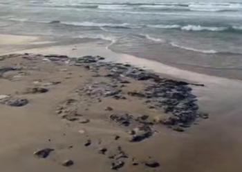 На Кубани повторные выбросы мазута на побережье убирают в первую очередь