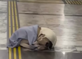 На вокзале в Сочи спящую дворняжку заботливо укрыли свитером